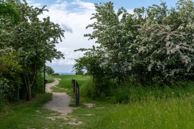 Her iki tarafında çiçek açan ağaçların olduğu patika işaretleri ve yürüyüş izleri okyanusa kadar uzanıyor.