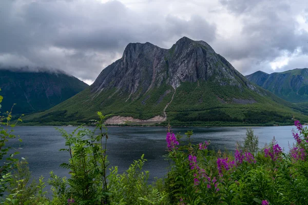 Schilderachtige Fjord Berglandschap Met Lila Bloemen Voorgrond Noord Noorwegen — Stockfoto