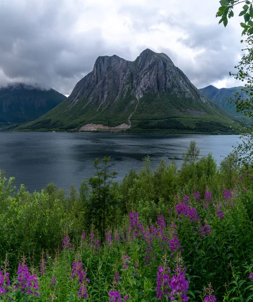 Schilderachtige Fjord Berglandschap Met Lila Bloemen Voorgrond Noord Noorwegen — Stockfoto