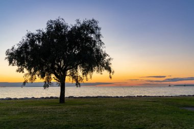Okyanusun üzerinde gün batımı ön plandaki bir çayırda bir ağaç siluetiyle.
