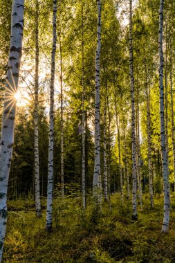 Bereketli yeşil bir yaz ormanındaki parlak huş ağaçlarının dikey manzarası. Yaprakların arasında parlayan güneş yıldızı.