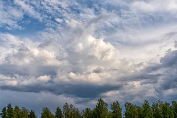 구름으로 둘러싸인 드넓은 소나무들이 — 스톡 사진