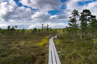 Letonya 'daki Keremi Milli Parkı' nın kalbine giden bir tahta yol.