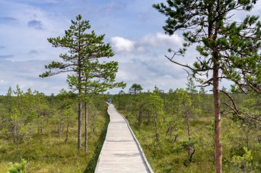 Ağaçların seyrek olduğu turba bataklıkları boyunca uzanan ahşap bir sahil yolu.