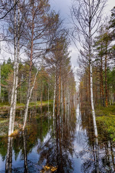 Wiele Białych Brzozy Brązowe Drzewa Sosnowe Czarnym Bagnistym Torfowisku — Zdjęcie stockowe