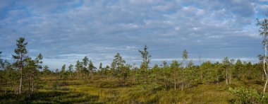 Letonya 'daki Keremi Milli Parkı' nda yükseltilmiş bir bataklık ve bataklık manzarası