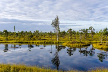 Küçük gölleri olan güzel bir bataklık ve bataklık manzarası.