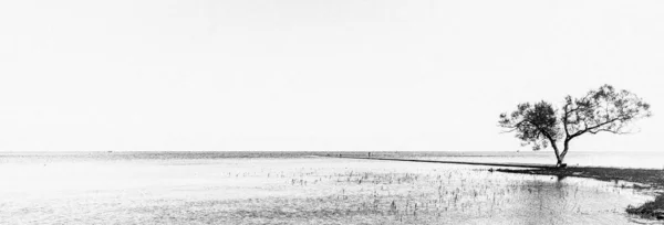 Черно Белая Панорама Куршской Лагуны Одиноким Деревом Берегу — стоковое фото