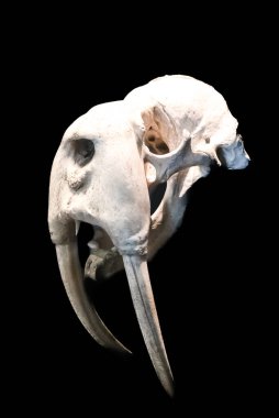 Oslo, Norveç - 3 Eylül 2025: Oslo şehir merkezindeki Norveç Denizcilik Müzesi 'ndeki bir deniz aygırının yakın görüntüsü