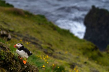 Dyrholaey 'de İzlanda' nın engebeli güney kıyısındaki kayalıklarda bir martı manzarası.
