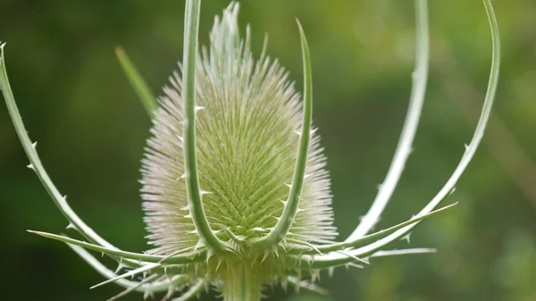 Thistle dağlarda