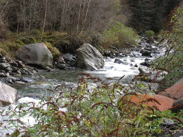 Río en el bosque —  Fotos de Stock