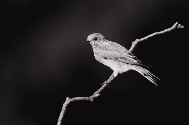 Çıplak Şube 'ye tünemiş Zarif Siyah ve Beyaz Şarkı Kuşu Kara Minimal Arkaplan, Kopya Boşluğu ile Sanatsal Vahşi Yaşam Portresi