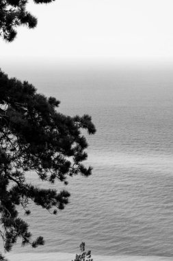 Sahilde ağaçlı bir denizin siyah beyaz fotoğrafı.