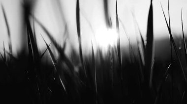 Siyah ve Beyaz Çimenlerin İçinden Işık Fısıltıları, Barış ve Rahatlama İçin Doğaya Sakin Bir Sinema Yolculuğu