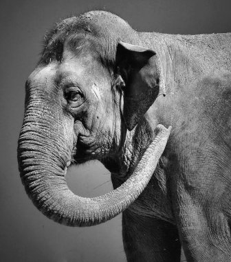 Siyah ve Beyaz Görkemli Fil Portresi, Güçlü Vahşi Hayatı Kapatın Fotoğrafçılık