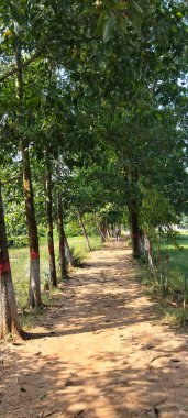 A serene dirt pathway surrounded by tall green trees with sunlight filtering through the leaves in a rural countryside of Bangladesh.