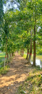 A serene dirt pathway surrounded by tall green trees with sunlight filtering through the leaves in a rural countryside of Bangladesh.