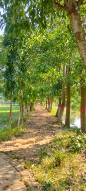 A serene dirt pathway surrounded by tall green trees with sunlight filtering through the leaves in a rural countryside of Bangladesh.