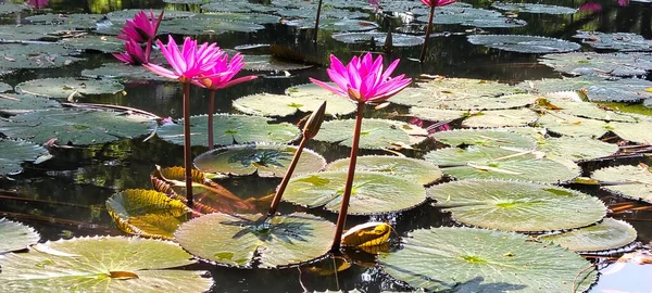 Pink Water Lilies Blooming on Peaceful Pond with Green Lily Pads  Natural Tropical Flower Background