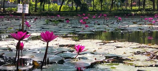 Pink Water Lilies Blooming on Peaceful Pond with Green Lily Pads  Natural Tropical Flower Background