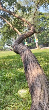 Güney Asya 'daki yeşil bir parkta doğal olarak büyüyen güzel kıvrımlı ve bükülmüş bir ağaç gövdesi.. 