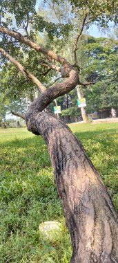 Güney Asya 'daki yeşil bir parkta doğal olarak büyüyen güzel kıvrımlı ve bükülmüş bir ağaç gövdesi.. 