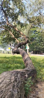 Güney Asya 'daki yeşil bir parkta doğal olarak büyüyen güzel kıvrımlı ve bükülmüş bir ağaç gövdesi.. 