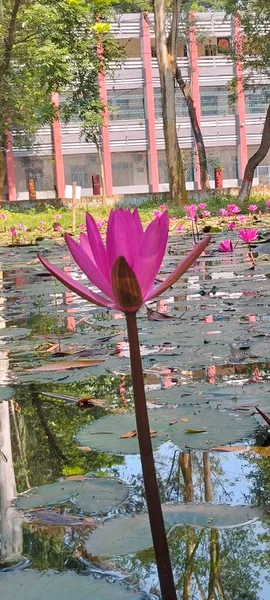 Bangladeş 'te yeşil nilüferlerle dolu sakin bir gölette zarif bir şekilde açan güzel pembe bir nilüfer çiçeği..