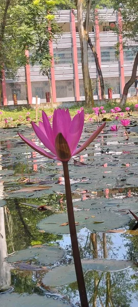 Bangladeş 'te yeşil nilüferlerle dolu sakin bir gölette zarif bir şekilde açan güzel pembe bir nilüfer çiçeği..