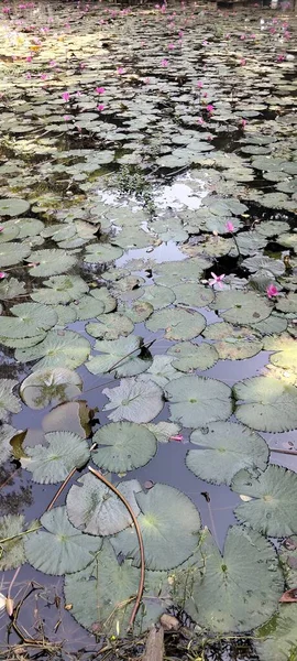 Durgun gölet suyunda süzülen tek bir nilüfer yaprağının çarpıcı yakın plan fotoğrafı. Ağaçların ve gökyüzünün yumuşak yansımaları derinlik ve sakinlik katıyor..