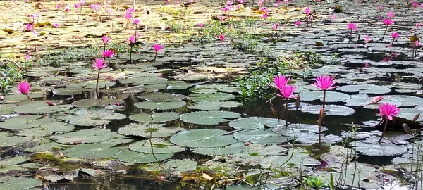 Bangladeş 'te sakin bir gölette birlikte açan sayısız pembe nilüferlerin çarpıcı manzarası..