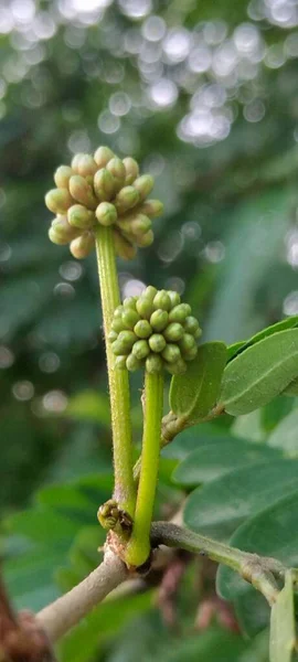 Close-up of Green Flower Buds with Tiny Insects on a Plant Stem in Natural Environment