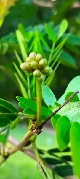 Close-up of Green Flower Buds with Tiny Insects on a Plant Stem in Natural Environment