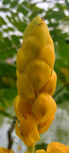 A close-up view of a bright yellow Candle Bush (Senna alata) flower bud surrounded by fresh green leaves, captured in natural daylight. The image highlights the beauty of tropical flora and the details of the flowers texture and form.