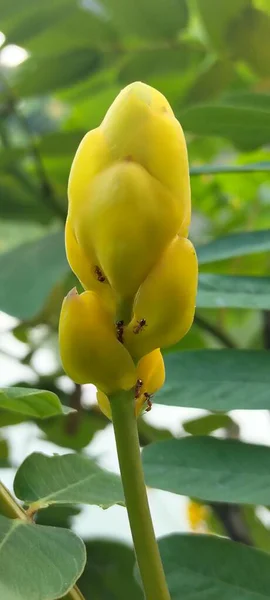 A close-up view of a bright yellow Candle Bush (Senna alata) flower bud surrounded by fresh green leaves, captured in natural daylight. The image highlights the beauty of tropical flora and the details of the flowers texture and form.