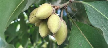 A Close-Up of Vibrant Blossoming Flower in Green Leaves