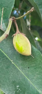A Close-Up of Vibrant Blossoming Flower in Green Leaves