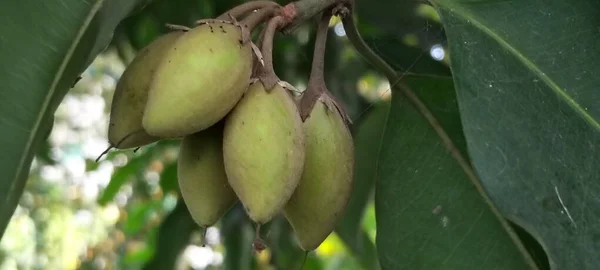 A Close-Up of Vibrant Blossoming Flower in Green Leaves