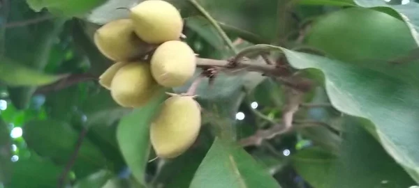 A Close-Up of Vibrant Blossoming Flower in Green Leaves