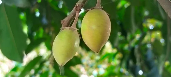 A Close-Up of Vibrant Blossoming Flower in Green Leaves