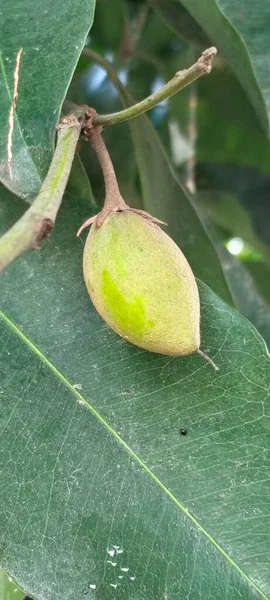 A Close-Up of Vibrant Blossoming Flower in Green Leaves