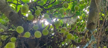 Doğanın güzelliğini keşfetmek için olgunlaşmamış incirlerle dolu bir incir ağacının bu büyüleyici fotoğrafını kullanın.. 