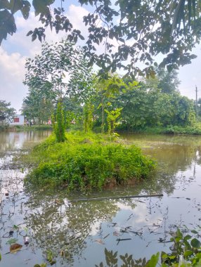 Serene Adası Vahası: Berrak Yeşillik Huzur Suyuna Yansıdı