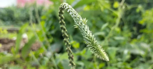 Vahşi Çimen Çiçeğinin Yeşil Doğal Arkaplan Bangladeş Doğa Fotoğrafçılığı Macro Çekimi