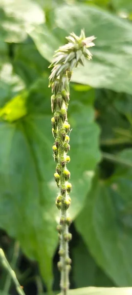 Vahşi Çimen Çiçeğinin Yeşil Doğal Arkaplan Bangladeş Doğa Fotoğrafçılığı Macro Çekimi