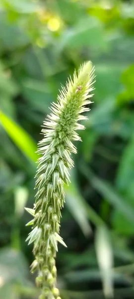 Vahşi Çimen Çiçeğinin Yeşil Doğal Arkaplan Bangladeş Doğa Fotoğrafçılığı Macro Çekimi