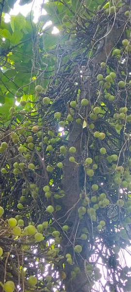 Doğanın güzelliğini keşfetmek için olgunlaşmamış incirlerle dolu bir incir ağacının bu büyüleyici fotoğrafını kullanın.. 