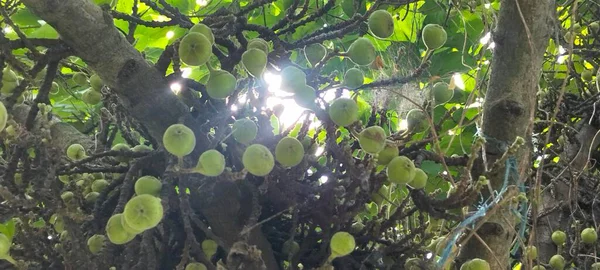 Doğanın güzelliğini keşfetmek için olgunlaşmamış incirlerle dolu bir incir ağacının bu büyüleyici fotoğrafını kullanın.. 