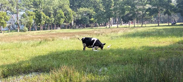 Canlı yeşil bir alanda huzur içinde otlayan siyah ve beyaz bir ineğin bu resmedilmiş görüntüsüyle kırsal yaşamın huzurunu yakalayın.. 